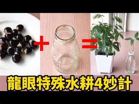 龍眼樹 風水|【龍眼樹 風水】鎮宅生財！家門口種龍眼樹好嗎？風水作用與禁。